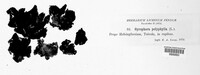 Umbilicaria polyphylla image